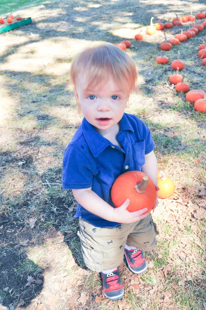 Pastel Carousel | Family at the Pumpkin Patch | Pumpkin Seed Recipe
